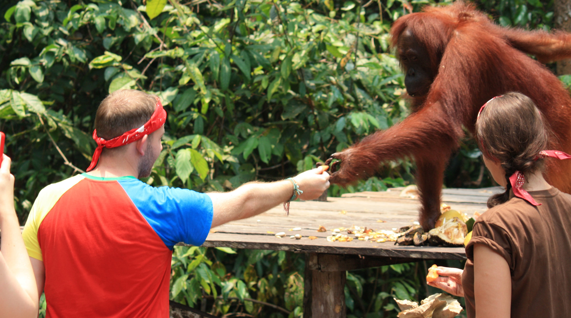 When Paul met Orangutans in the jungle